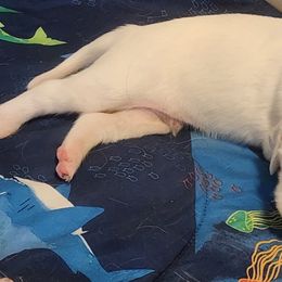 English Setter and Labrador Retriever Puppies from McFella’s Gun Dogs