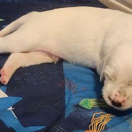English Setter and Labrador Retriever Puppies from McFella’s Gun Dogs
