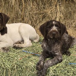 German Wirehaired Pointer puppies from Paulette Gamroth's German Wirehaired Pointers