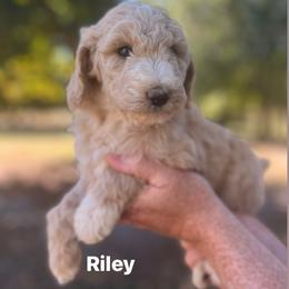 Riley - Cream female Poodle puppy in Athens, Georgia from Alexander’s Standard Poodles