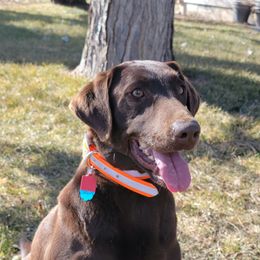 Derby - Labrador Retriever