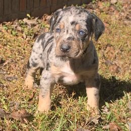 Boy 3 - Blue merle male Catahoula Leopard Dog puppy in Gadsden, Alabama from Rich Cat’s
