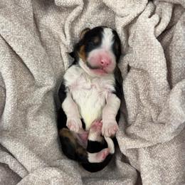Black collar - Tri-color male Bernedoodle puppy in Hegins, Pennsylvania from Bubbling Springs Doodles, LLC