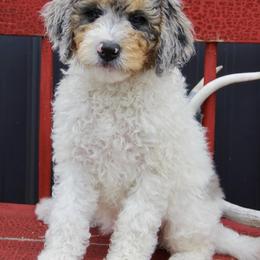 Bernedoodle and Cockapoo Puppies from Waggle Doodles