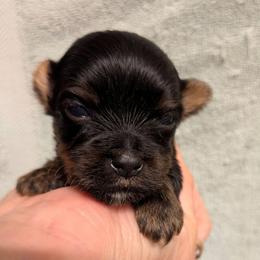 T.C. (Too Cute) - Black and gold male Yorkshire Terrier puppy in Gatesville, Texas from KontryKritterz Yorkies