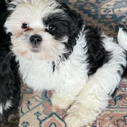 Patches - Parti female Lhasa Apso puppy in Snover, Michigan from Lhasa Fur Life