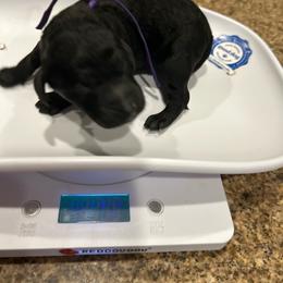 Asia - Silver female Poodle puppy in Mobile, Alabama from Semmy’s Standard Poodle LLC