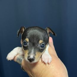 Lola's AE5 - White black and tan female Toy Fox Terrier puppy in Clermont, Florida from Debbie Hiles's Toy Fox Terriers