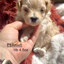 Peanut - Apricot male Maltipoo puppy in Traverse City, Michigan from Riyem Wildflower Farms