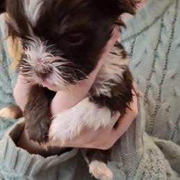 Boy 3 - Chocolate male Havanese puppy in Melba, Idaho from Lawson Havanese