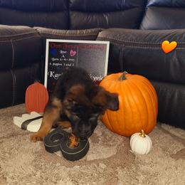 German Shepherd Puppies from Vom Feuer Shepherds