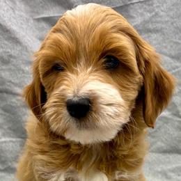 Pink Girl - Red  female Goldendoodle puppy in Travelers Rest, South Carolina from Bailey Mountain Doodles
