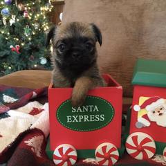 Bernese Mountain Dog and Brussels Griffon Puppies from Brooks Berner Bears