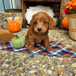 Hunter Green - Apricot male Goldendoodle puppy in Little Rock, Arkansas from Adorable Mini Doodles LLC