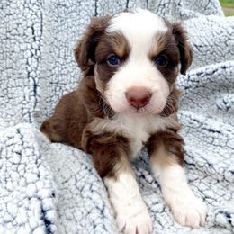 Girl 5 - Australian Shepherd puppy in Stanwood, Michigan from Double T Aussies