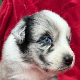 Greta - Blue merle female Australian Shepherd puppy in Kimbolton, Ohio from Wagon Wheel Aussies