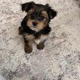 Yorkshire Terrier Puppies from Barter Town Yorkies