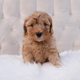 Australian Labradoodle Puppies from New England Labradoodles