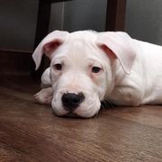 Dogo Argentinos from QuipTownDogos