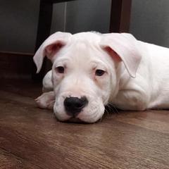 Dogo Argentinos from QuipTownDogos