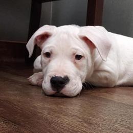 Dogo Argentinos from QuipTownDogos