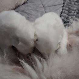 Golden Retrievers and Samoyeds from Scarlett Creek Retrievers and Samoyeds