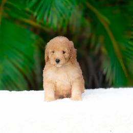 Donald - Apricot male Goldendoodle puppy in Fort Myers, Florida from Corgis & Doodles