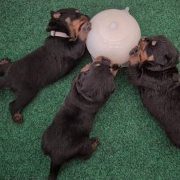 Rottweiler Puppies from Sunset State Rotts