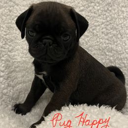 Pug puppies from Pug Happy