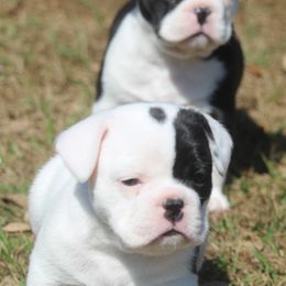 American Bulldog, French Bulldog, and Shorty Bull Puppies from Bingham's Bulldogs LLC