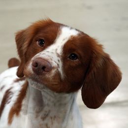 Turbo - Brittany
