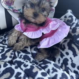 Yorkshire Terrier Puppies from Heaven_sent_toy_yorkies