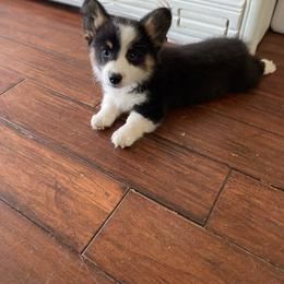 Daisy - White and black female Pembroke Welsh Corgi puppy in Ramona, Oklahoma from Eden Farms Corgis