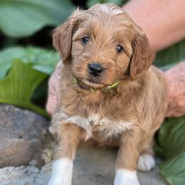 Chartreuse collar boy - Apricot male Goldendoodle puppy in Fairfield, California from Twin Sisters Doodles