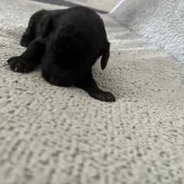 Boy 4 - Black male Poodle puppy in St Augustine, Florida from St Augustine Poodles