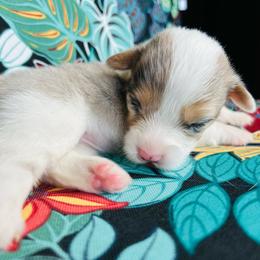 Rhea - Blue merle and white female American Corgi puppy in Cocoa, Florida from Cascadian Space Coast Corgis LLC
