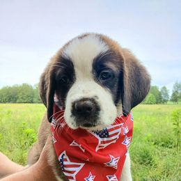 Betsy (short haired) - Brown and white female Saint Bernard puppy in Kinsman, Ohio from Coleman Saint Bernards of Ohio