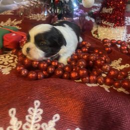 Gabriel - Gold and white male Shih Tzu puppy in Pleasant Shade, Tennessee from Kuntry Tyme Shih Tzus