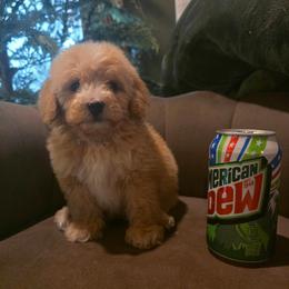 Black Collar Boy - Apricot male Goldendoodle puppy in Bristol, Tennessee from 4goldendoodles