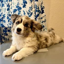 Miracle - Brindle merle and white male American Corgi puppy in Temple, Texas from Silver Moon Cardigan Corgis