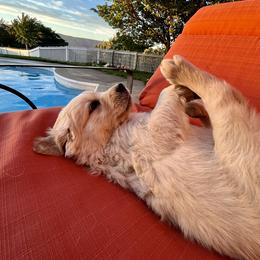 Idli - Light golden Golden Retriever puppy in Lewiston, Idaho from Twin River Goldens
