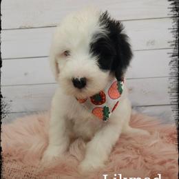 Lilypad - Black and white female Sheepadoodle puppy in Farley, Iowa from Iowa's Doodle Co.