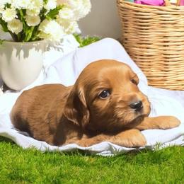 Iris - Apricot female Goldendoodle puppy in Glenn Heights, Texas from Marvelous Mannered K9s of Texas