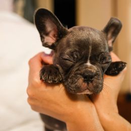 French Bulldog Puppies from For The Love of Frenchies