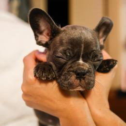 French Bulldog Puppies from For The Love of Frenchies