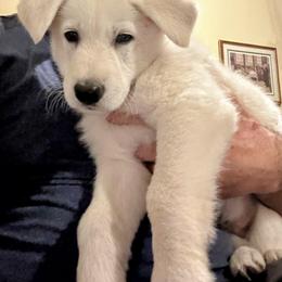 German Shepherd Puppies from Army Vet-German Shepherds