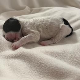 Muffin - Black and white female Bernedoodle puppy in Silver Lake, Indiana from ‘Mut’zger Doodles
