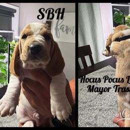 Mayor Traske - Tan and white male Basset Hound puppy in Park City, Kansas from Stegmans Basset Hounds