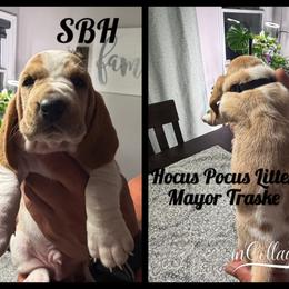 Mayor Traske - Tan and white male Basset Hound puppy in Park City, Kansas from Stegmans Basset Hounds