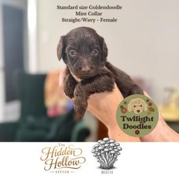 Beech - Mint Collar - Chocolate female Goldendoodle puppy in Garland, Texas from Twilight Doodles